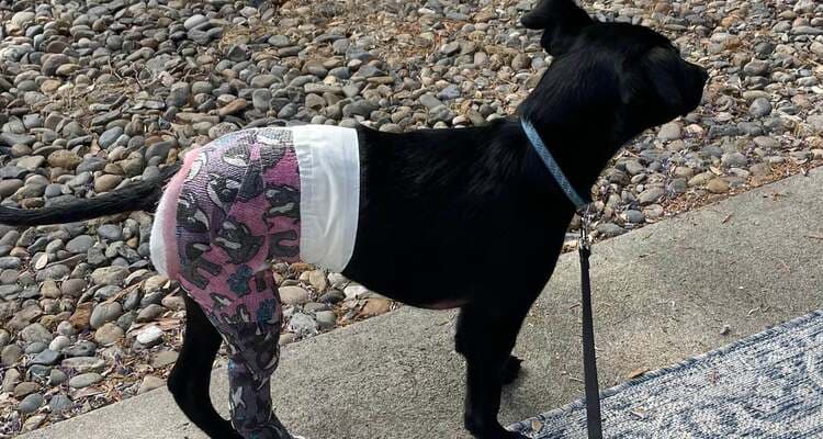 Cover image for Hope for Onyx: "Tails" of Rescue and Recovery